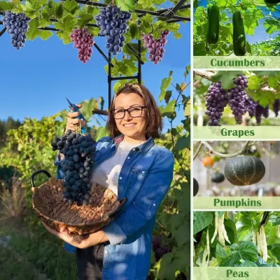 DoCred Large Outdoor Garden Arch Trellis for Climbing Plants, 87'' H x 118'' L x 79'' W Large Grape Vine Trellis Arch Arbor Gazebo image {5}