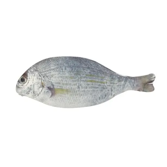 Wrapables Novelty Fish Style Pencil Case, White image {3}
