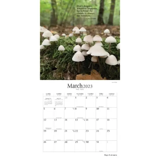 2023 Square Wall Calendar Magic Mushrooms - BrownTrout image {2}