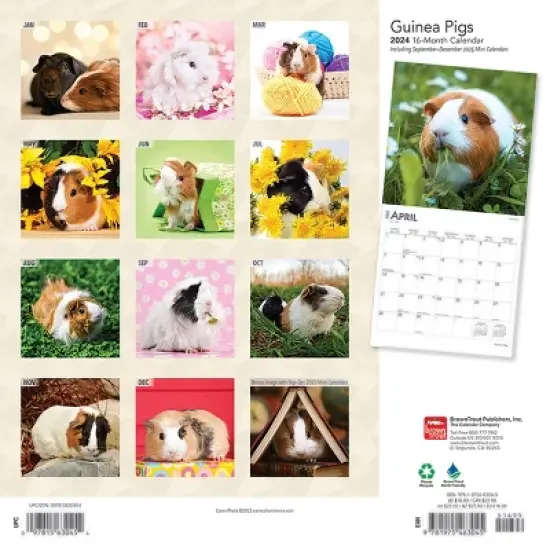 Browntrout 2024 Wall Calendar 12"x12" Guinea Pigs image {1}