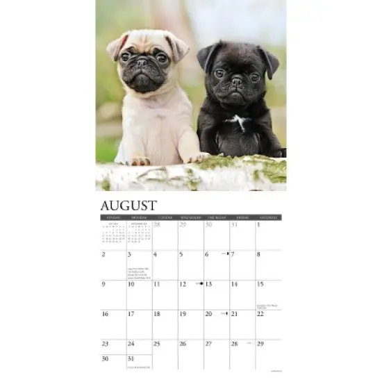Willow Creek Press 2026 Pug Puppies Wall Calendar image {2}
