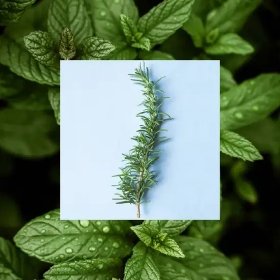 Raw Sugar Rosemary Vinegar Hair Rinse Shampoo Alternative - Rosemary + Mint - 6 fl oz image {3}