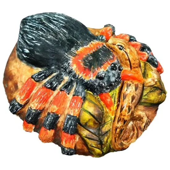 WILD! Environmental Science Extreme Spiders of the World image {6}