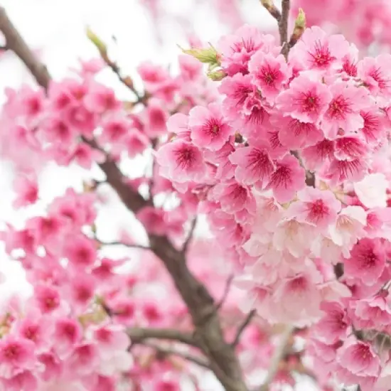 L'Erbolario Tra i Ciliegi Shower Gel - Body Wash - 8.4 oz image {2}