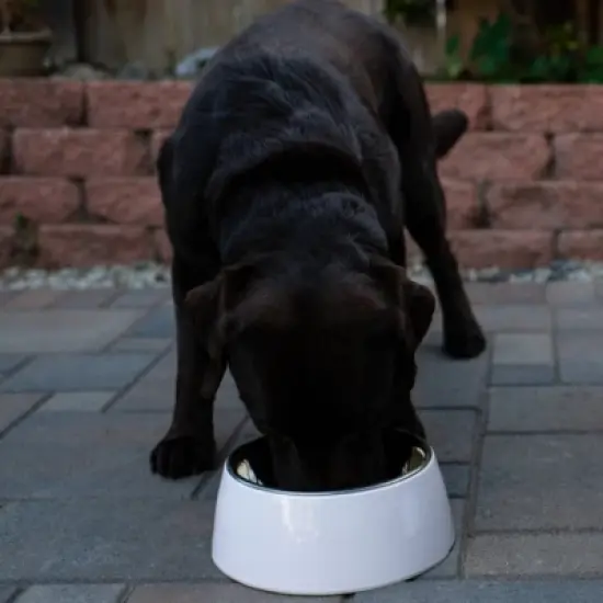 Loving Pets Hot Pink Retro Bowl- 400ml 1.69 Cup image {2}