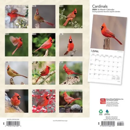 Browntrout 2024 Wall Calendar 12"x12" Cardinals image {1}