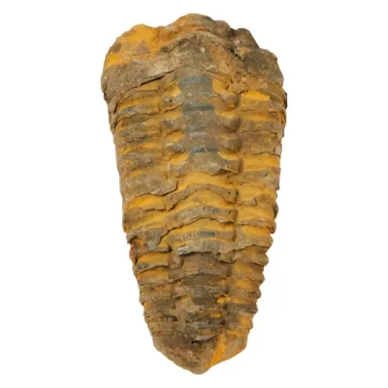 Okuna Outpost Natural Trilobite Bone Replica from Morocco, Extinct Arthropod Replica, 3-4 in image {5}