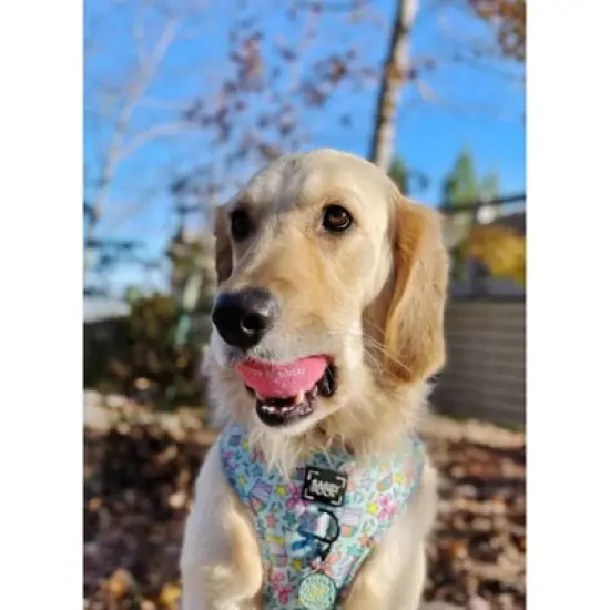 Midlee Happy Birthday Dog Tennis Balls (6 Pack) (Regular, Pink) image {5}