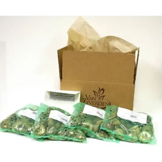 Van Zyverden 100ct Bulbs Muscari Grape Hyacinths image {4}