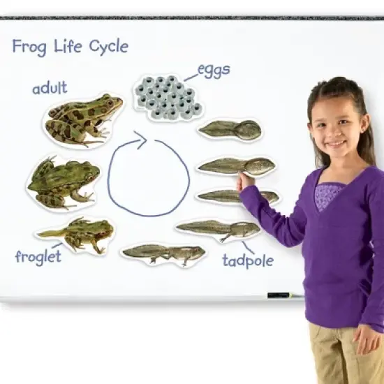 Learning Resources Giant Magnetic Frog Life Cycle, Ages 5+ image {1}