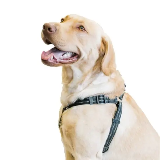 Premier Pet Step-In Adjustable Dog Harness - Black image {5}