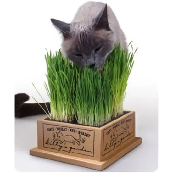 Pioneer Pet SmartCat Kitty's Garden Edible Grass Planter image {2}