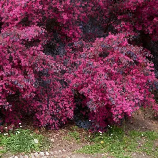 2gal Southern Living 'Red Diamond' Loropetalum Plant with Red Blooms - National Plant Network image {1}