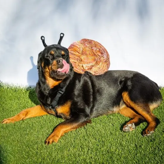 Midlee Snail Headband & Shell Dog Costume image {2}
