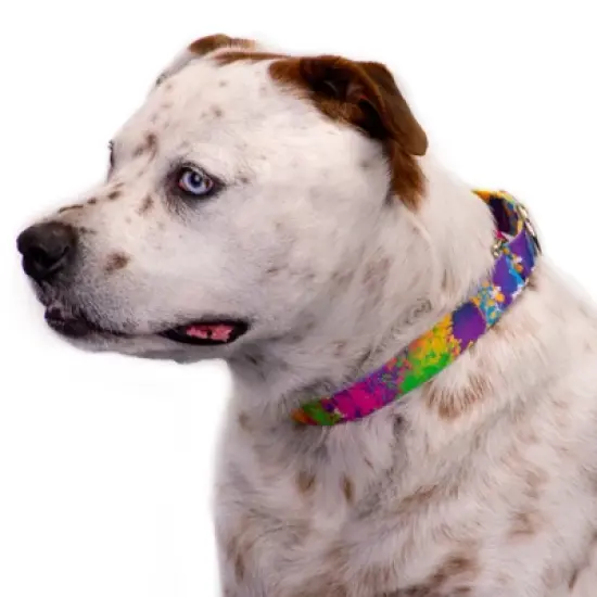 Country Brook Petz Paint Splatter Martingale Dog Collar image {1}