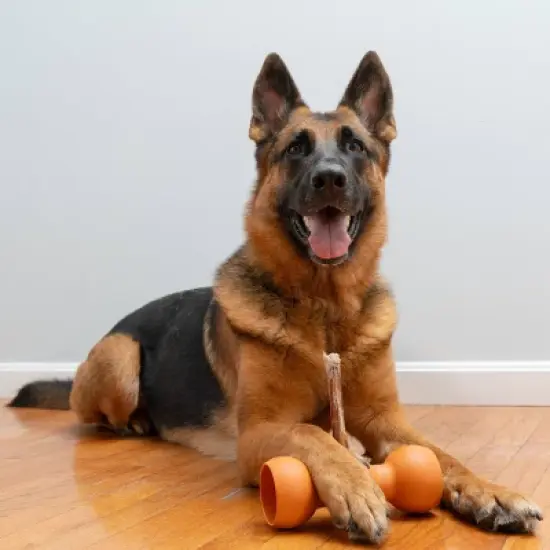 Bow Wow Buddy Safety Device Holder for Dog Bully Sticks and Chews image {6}