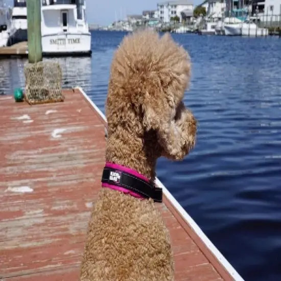 Black Rhino Ultra Soft Neoprene Padded Dog Collar - Medium - Black image {3}