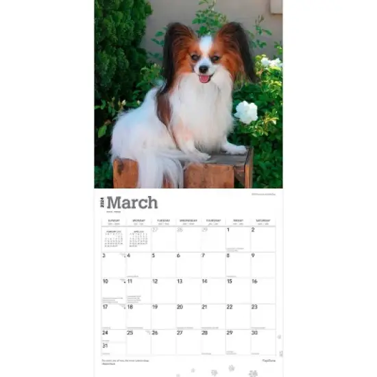 Browntrout 2024 Wall Calendar 12"x12" Papillons image {2}