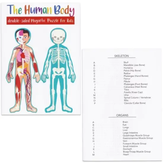 Blue Panda 17-Pcs Large Magnetic Human Body Puzzle for Kids, Double-Sided Anatomy and Organs, Skeleton, Body Parts Model (3 ft) image {6}