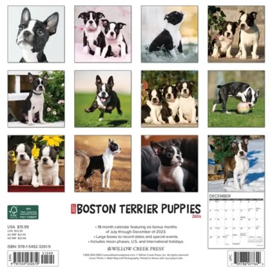 Willow Creek Press 2024 Wall Calendar 12"x12" Just Boston Terrier Puppies image {1}