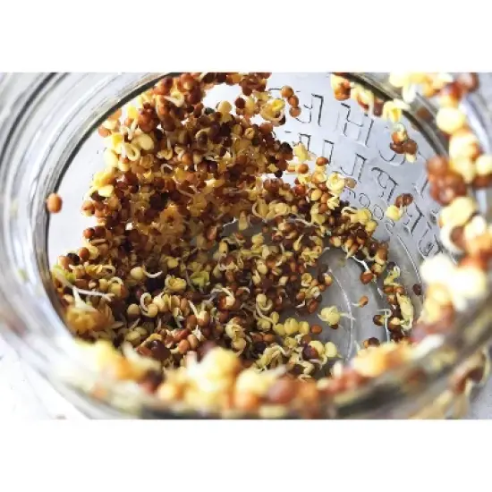 Organic Arugula Sprouting Seeds - by Food To Live image {5}