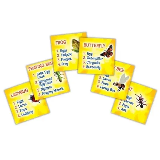 Insect Lore Products Life Cycle Figurines - 24 Pieces image {4}