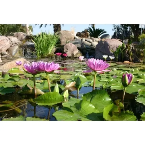 Aquascape Pond Aquatic Plant Potting Media, 432 Cubic Inches image {3}