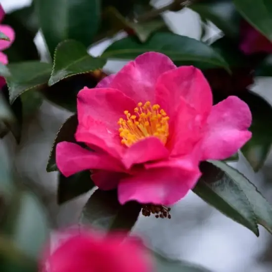 National Plant Network Live Outdoor Shi Shi Camellia Sasanqua Plant - 1ct 2.5qt image {9}