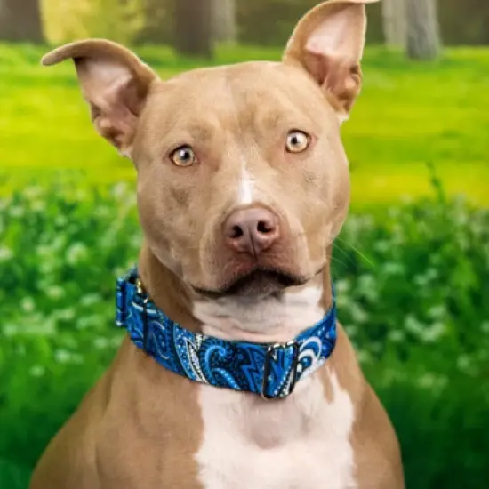 Country Brook Petz HossFit Jr Wide Martingale Dog Collar - Paisley Collection image {1}