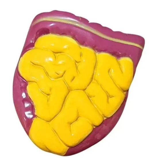 The Purple Cow The Human Body Advent Calendar: Educational Paper & Cardboard Winter Display image {9}