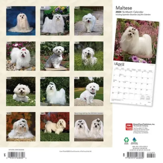 Browntrout 2024 Wall Calendar 12"x12" Maltese image {1}