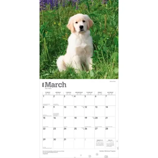 BrownTrout Golden Retriever Puppies 2026 12"x24" Hanging Square Wall Calendar Plastic-Free image {2}