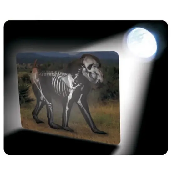 Roylco What's Inside Animals? image {1}