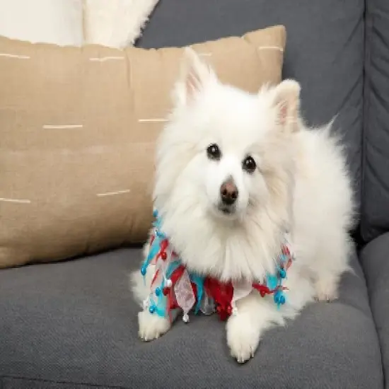 Midlee 4th of July Decorative Dog Bell Collar image {2}