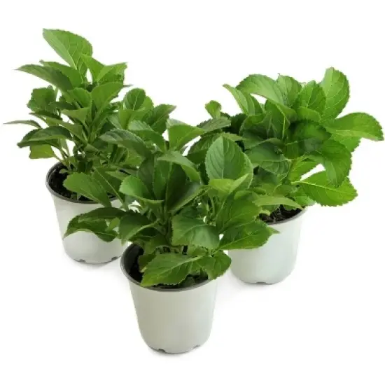 National Plant Network Live Outdoor 4" Cherry Explosion Hydrangea Plants - 3ct image {9}