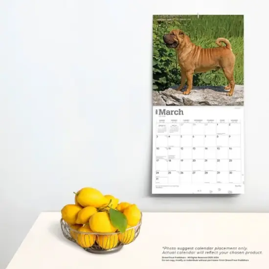 Browntrout 2024 Wall Calendar 12"x12" Shar Pei image {3}