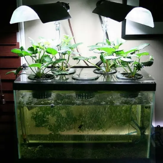 Unique Bargains Aquarium Air Stone Bubble Release Oxygen Diffuser Bar Green 10 Pcs image {4}