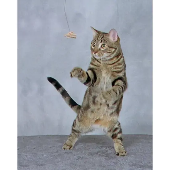 Cat Dancer Interactive Cat Toy - 35" image {2}
