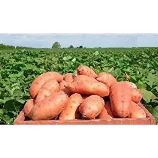 Wholesome Pride Sweet Potato Fries Dog Treats  image {2}