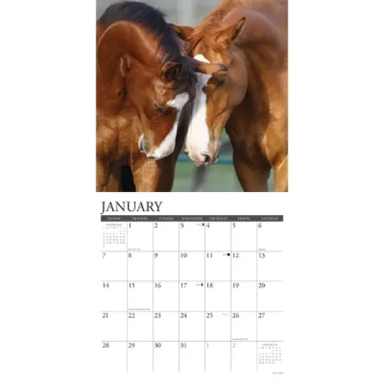 Willow Creek Press 2024 Wall Calendar 12"x12" Just Horses image {2}