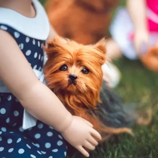 The Queen's Treasures Teacup Yorkie Puppy, Collar, & Leash For 18" Dolls image {1}