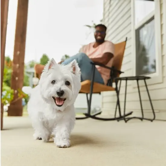 Cesar Loaf and Topper in Sauce Small Breed Wet Dog Food image {4}