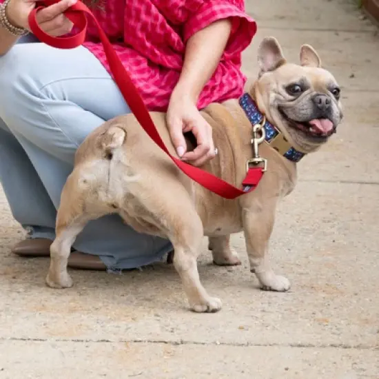 Country Brook Petz Signature Dog Collar Collection image {6}