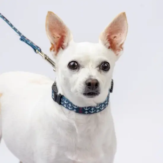 Country Brook Petz Deluxe Dog Collar - Summer Breeze Collection - Made in The U.S.A. image {2}