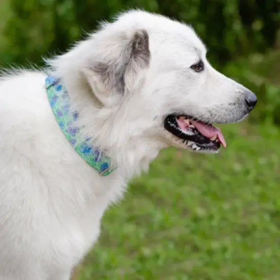 Country Brook Petz HossFit Jr Wide Martingale Dog Collar - Spring Collection image {1}