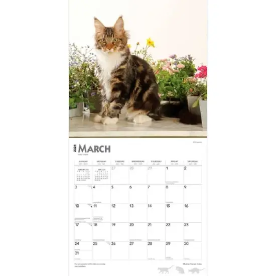 Browntrout 2024 Wall Calendar 12"x12" Maine Coon Cats image {2}