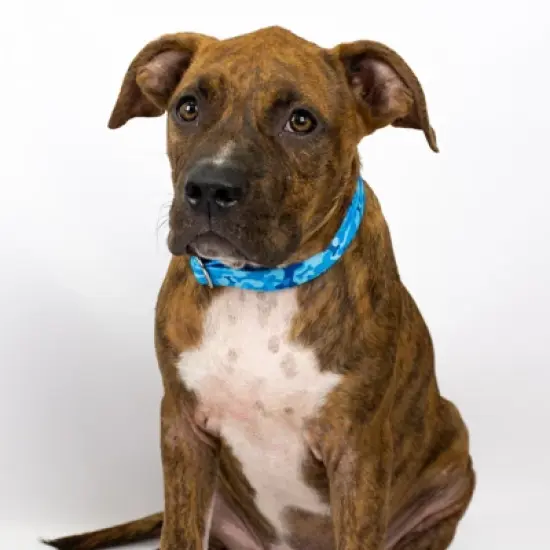 Country Brook Petz Blue Bone Camo Martingale Dog Collar image {4}