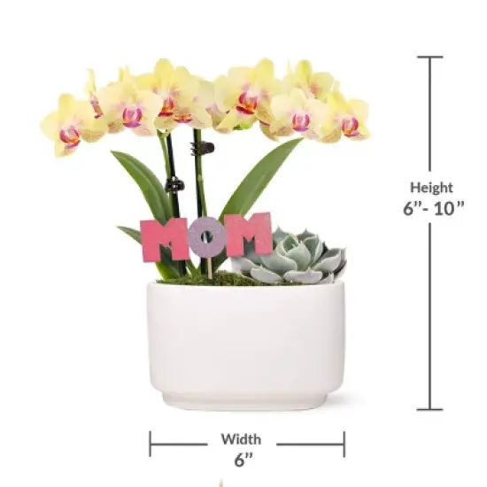 Green Circle Growers 4" Yellow Orchid and Succulent Houseplant Ceramic Planter image {4}