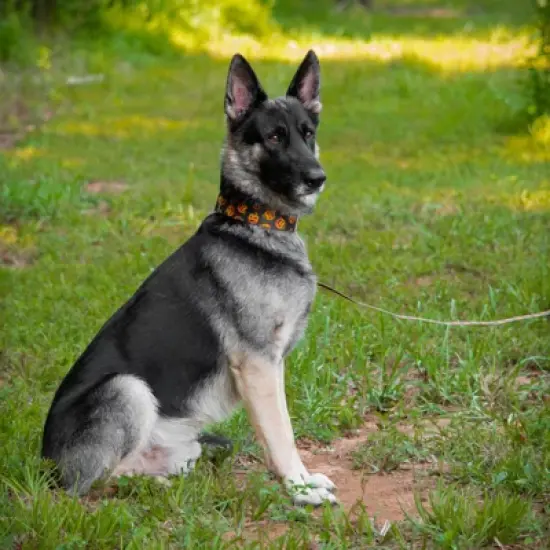 Country Brook Petz 1 1/2 Inch Happy Jack Martingale Dog Collar image {1}