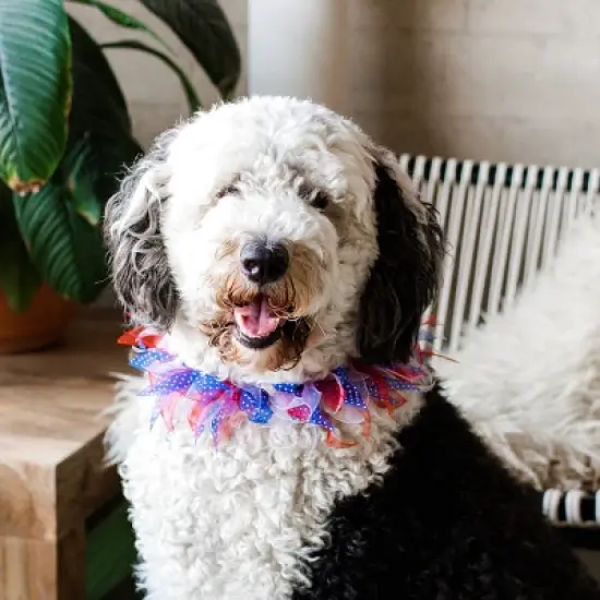 Midlee Patriotic Dots 4th of July Dog Collar image {4}